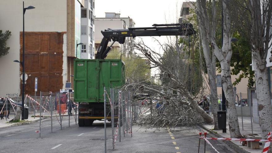 Comienza la retirada de los árboles de la avenida de Isidor Macabich de Ibiza