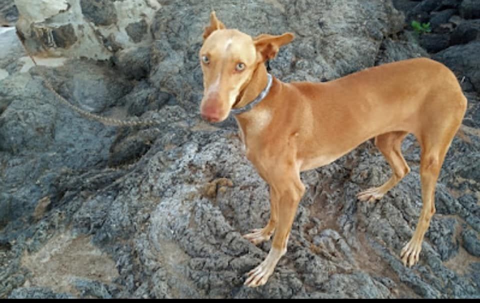 Animales en supuestos zulos o fincas ilegales en Lanzarote y La Graciosa denunciados por Ademal