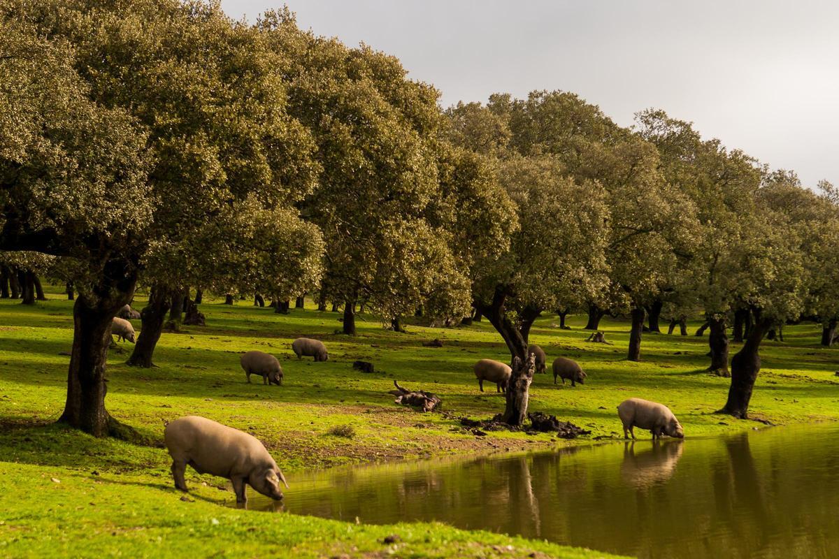 Los cerdos ibéricos de Cárdeno se alimentan en las dehesas de Cabeza la Vaca, Fuentes de León y Segura de León.