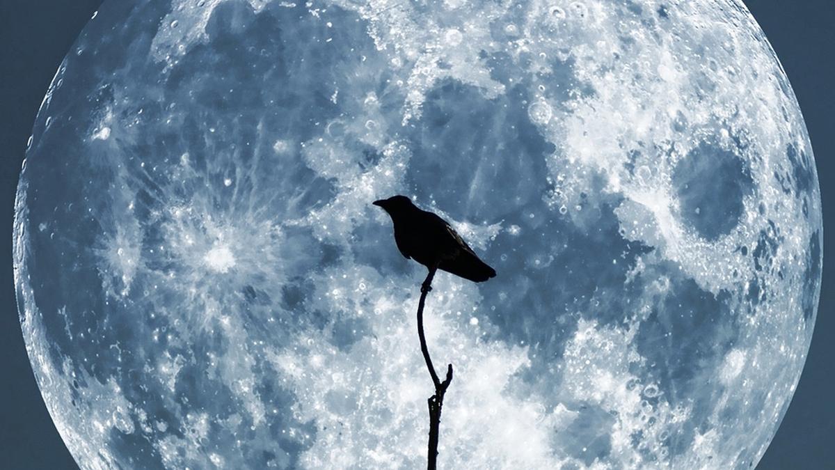 Un biorepositorio en la Luna podría preservar el material genético de especies en peligro de extinción, según los investigadores.