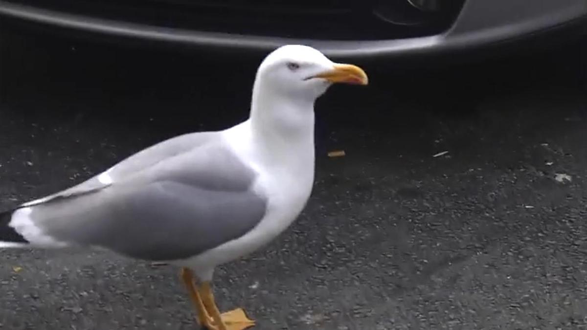 Campaña de control de gaviotas en Ferrol