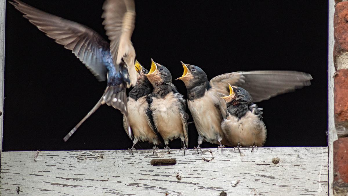 Una golondrina alimenta a sus polluelos, ya fuera del nido.
