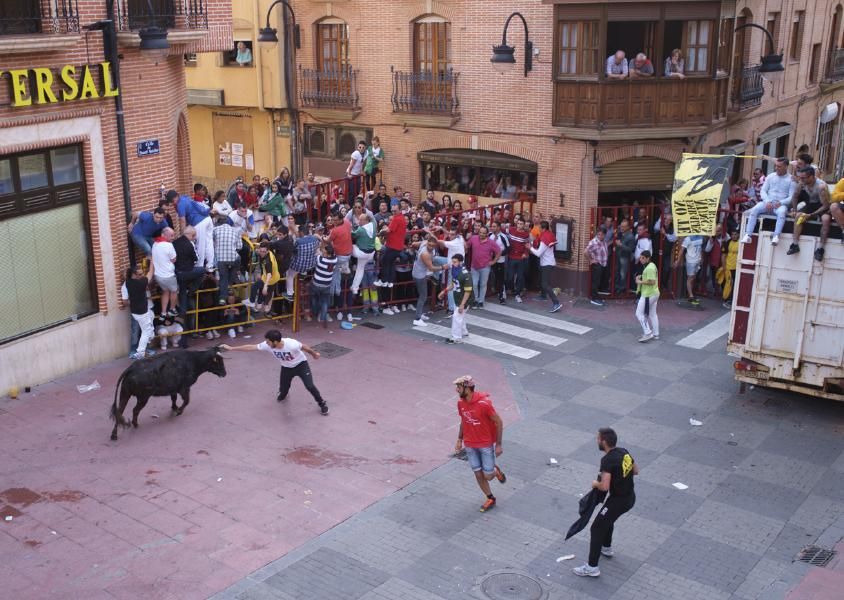 Becerrada, encierros y vaca de la sangría