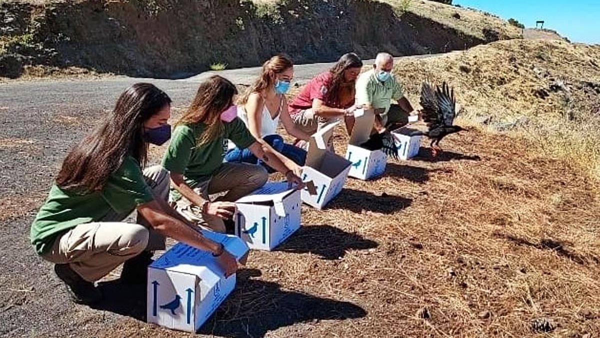 Suelta de las cinco grajas envenenadas en Puntagorda. | | E.D.