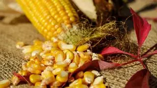 Bruselas autoriza el uso del maíz modificado genéticamente como alimento humano y animal