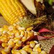 Bruselas autoriza el uso del maíz modificado genéticamente como alimento humano y animal.