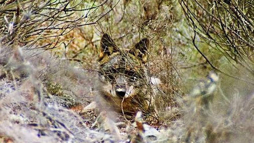 Un lobo apostado en la Sierra de la Culebra.