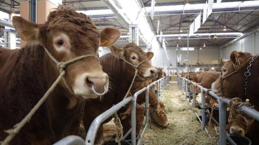 FIGAN 2019, una muestra de que la ganadería es más que carne
