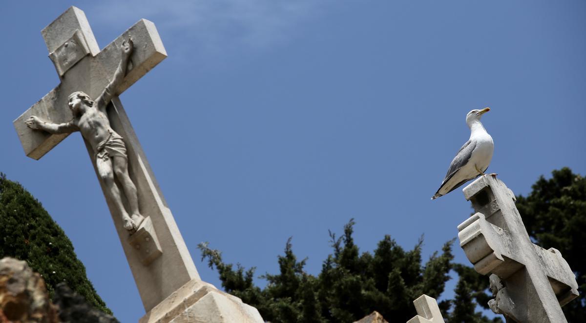 Una gaviota vela por su prole desde lo alto de una cruz del cementerio de Montjuïc.