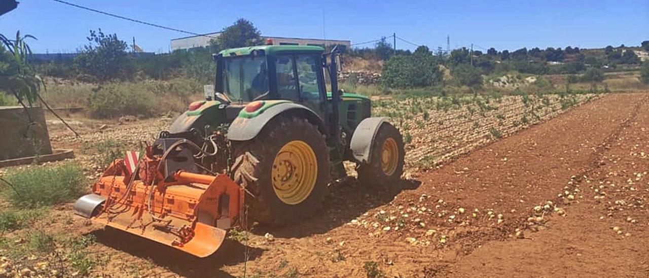 Un agricultor destruye la cosecha de un campo de cebollas en un campo de Benaguasil. | LEVANTE-EMV