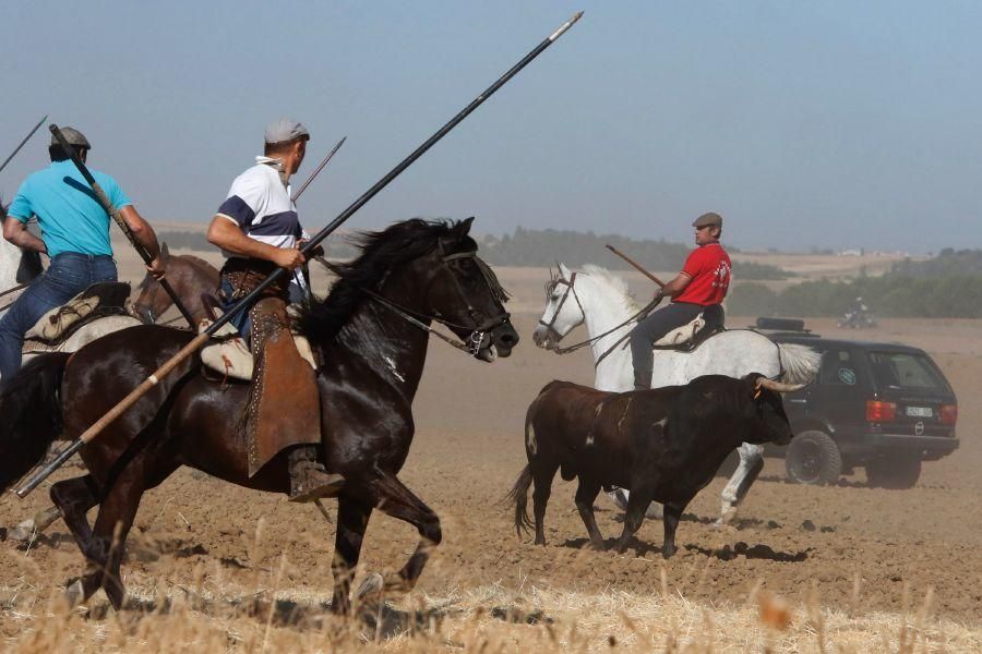 Encierro campero en Moraleja del Vino