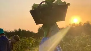 Las ayudas a los viticultores catalanes multiplican por 75 las de los extremeños, según La Unión
