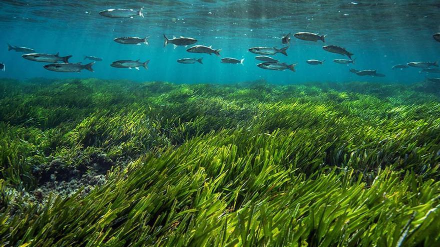 Una pradera de posidonia en la costa pitiusa.