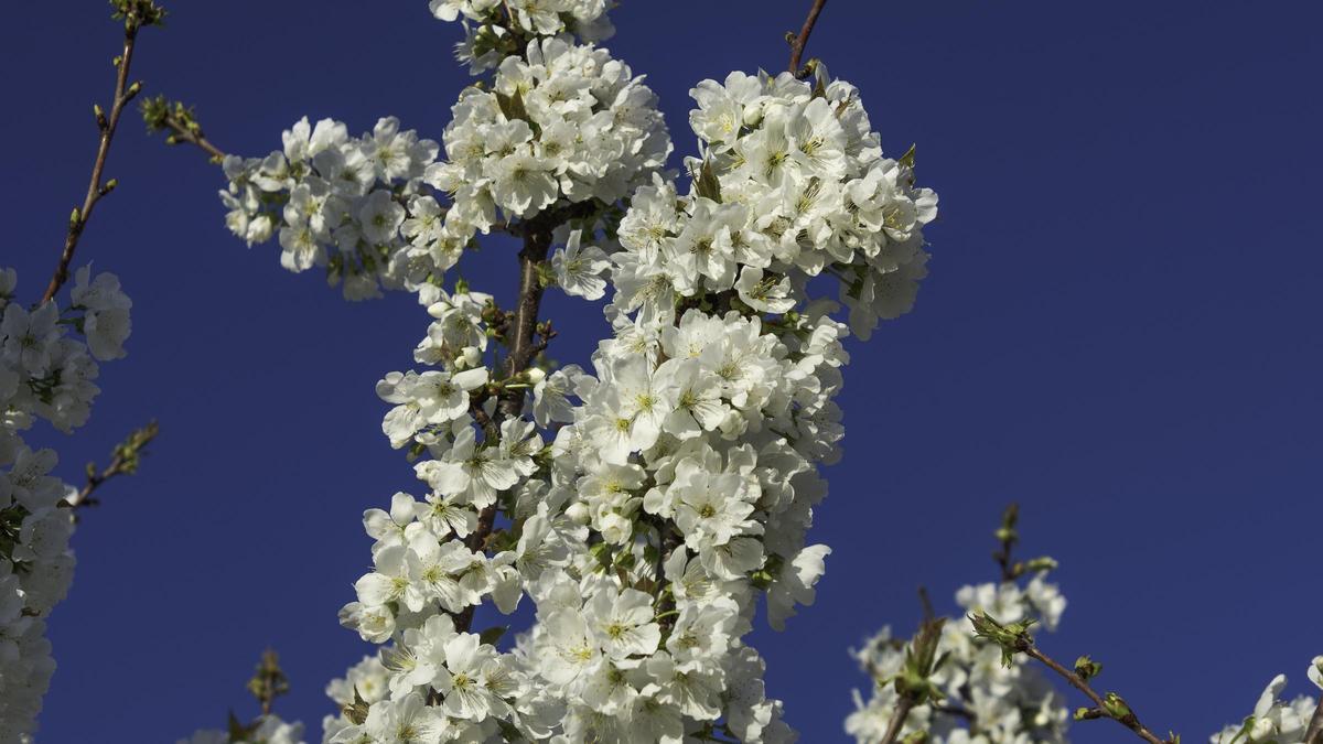 Fotogalería | El sol y la subida de temperaturas favorecen la floración de los cerezos del Jerte