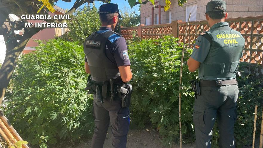 Dos agentes junto a varias de las plantas de marihuana incautadas.