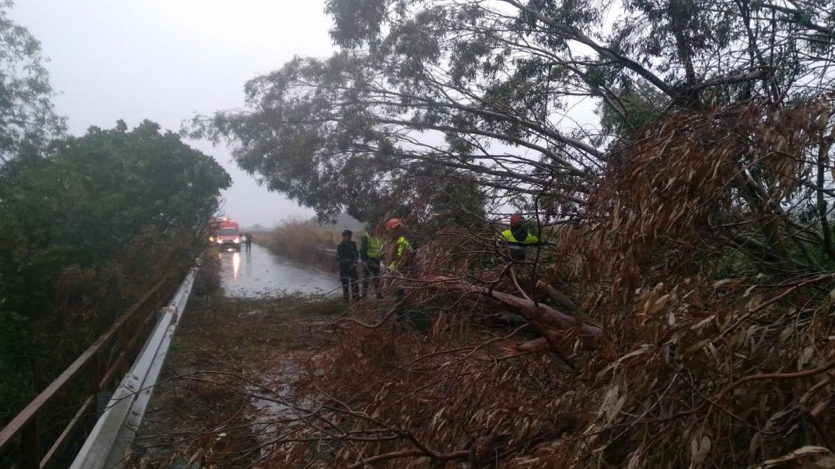 La caída de un eucalipto obliga a cortar el tráfico en la carretera de Calonge