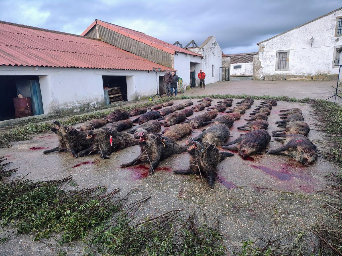 Ejemplares capturados por los cazadores durante la montería.