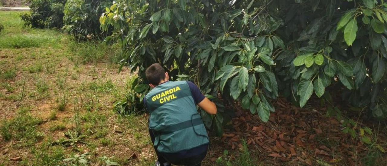 Un guardia civil en una finca de aguacates. |