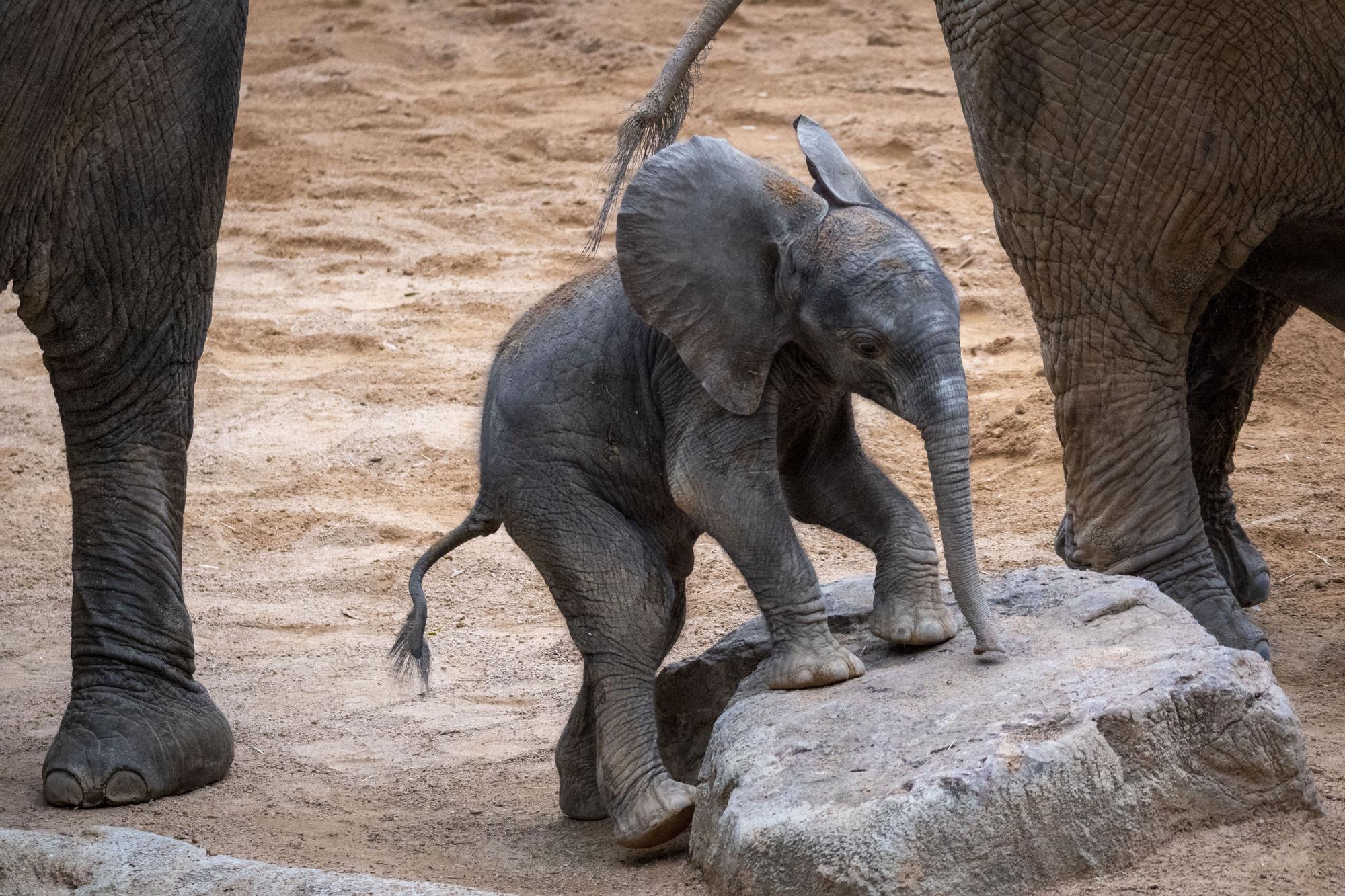 Nace el primer elefante africano en la Comunitat Valenciana