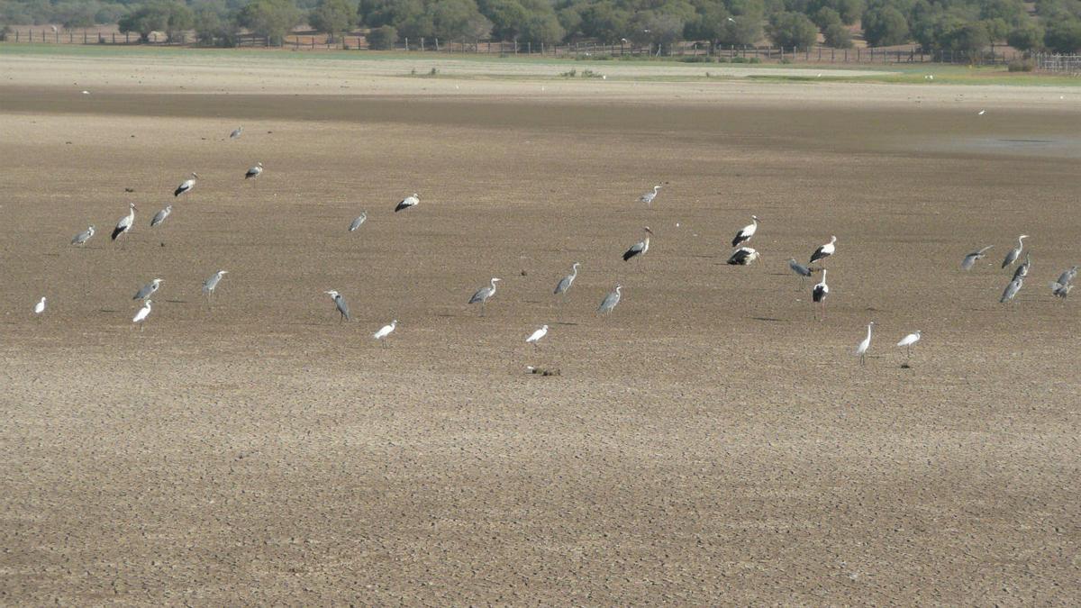 Marismas en Doñana.