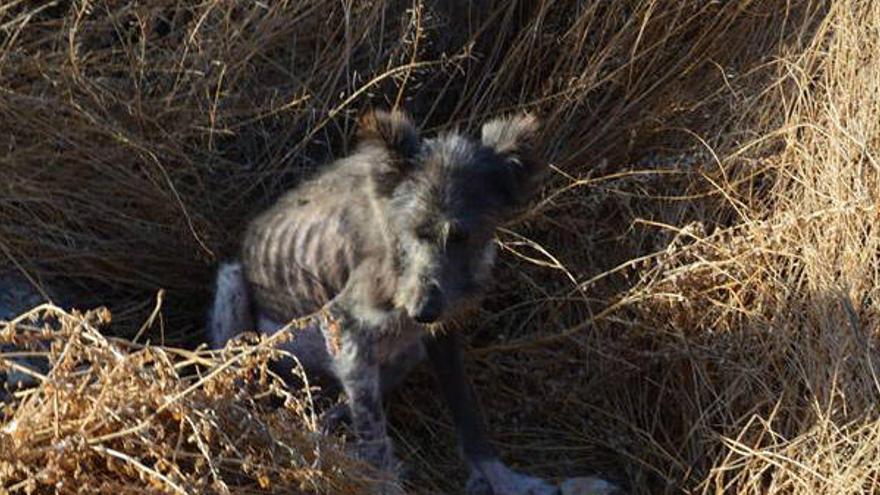 Salva la vida de una perra abandonada en Santomera gracias a Facebook