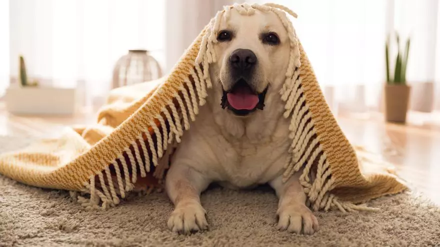 La forma coloquial para ahuyentar a los perros