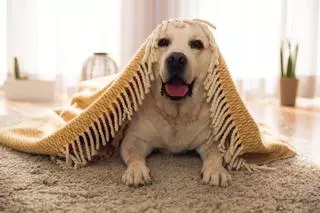 La palabra de 4 letras que casi nadie conoce y que sirve para espantar a los perros