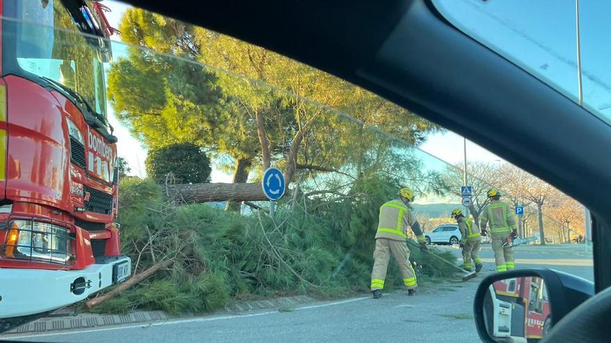 Cau un pi de grans dimensions pel vent a Manresa