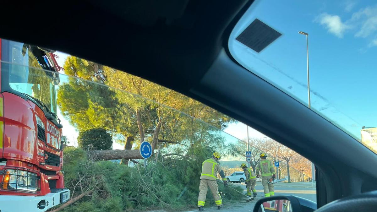 Imatge d'arxiu d'un pi caigut pel vent a Manresa
