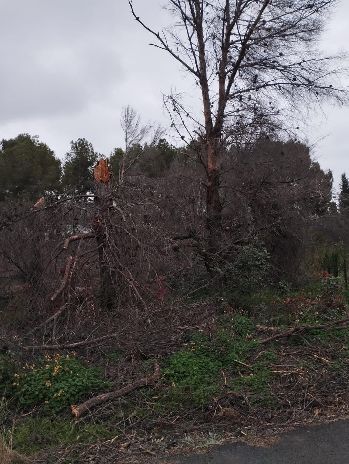 Pinos a punto de caer.