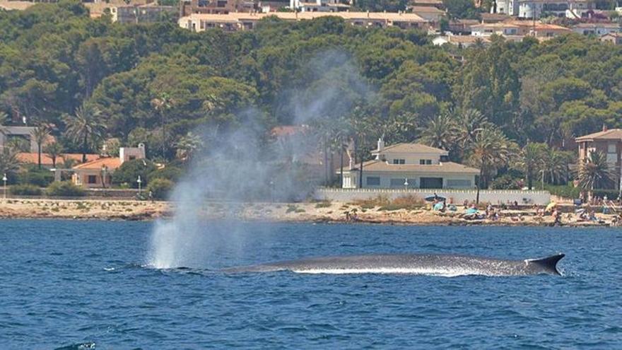 Una ballena resopla por el espiráculo a su paso por el litoral de les Rotes de Dénia