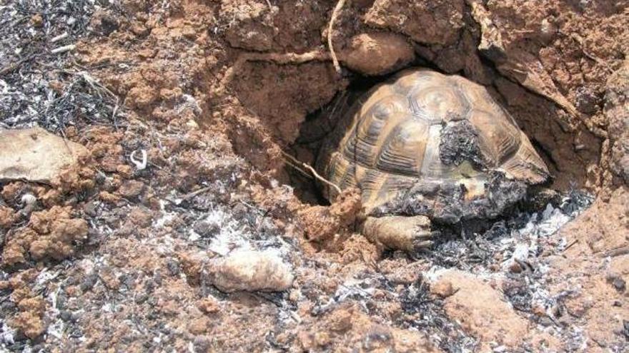 Imagen de una tortuga calcinada durante el incendio.