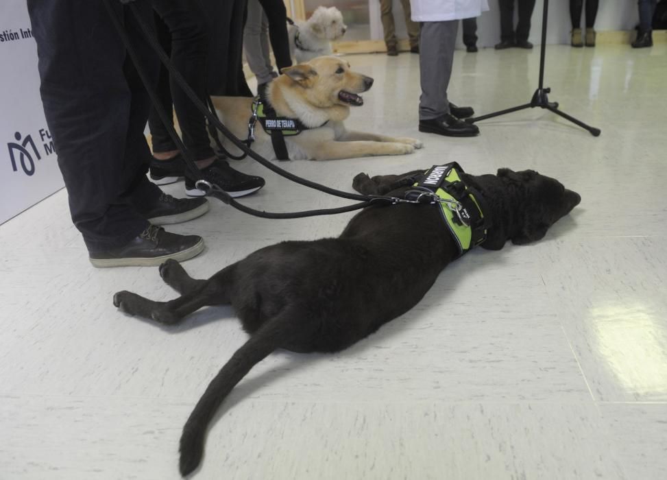 El Materno, pionero en terapia con animales