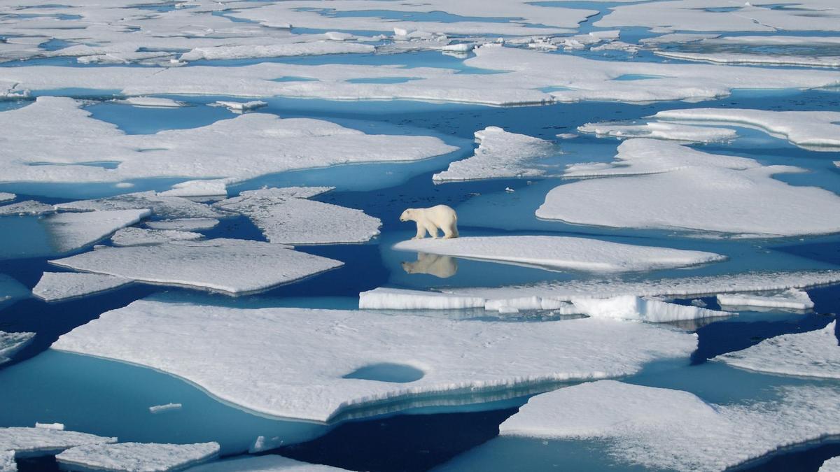Un oso polar en el Ártico