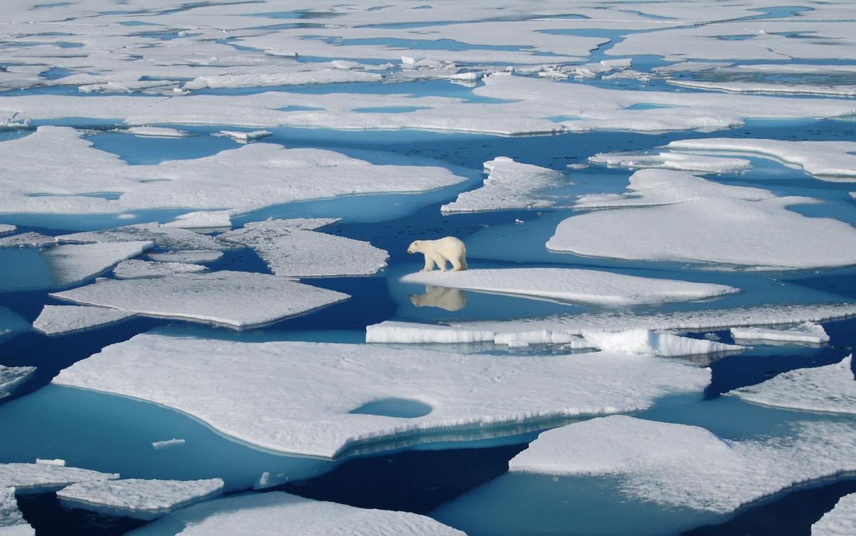 Un oso polar en el Ártico