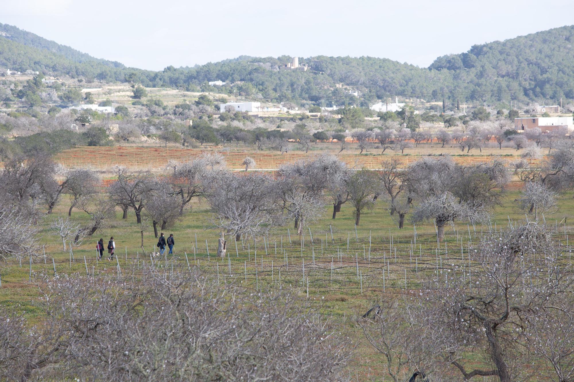 Almendros en flor en Ibiza