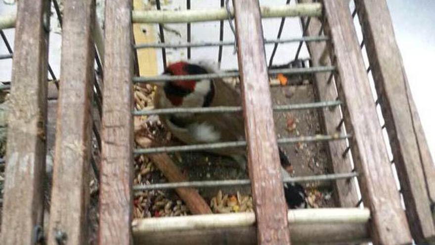 La Policía Local abre diligencias contra un vecino por cazar pájaros en Las Rehoyas