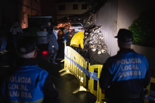 Caída de un drago centenario en Los Realejos