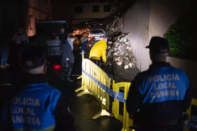 Caída de un drago centenario en Los Realejos