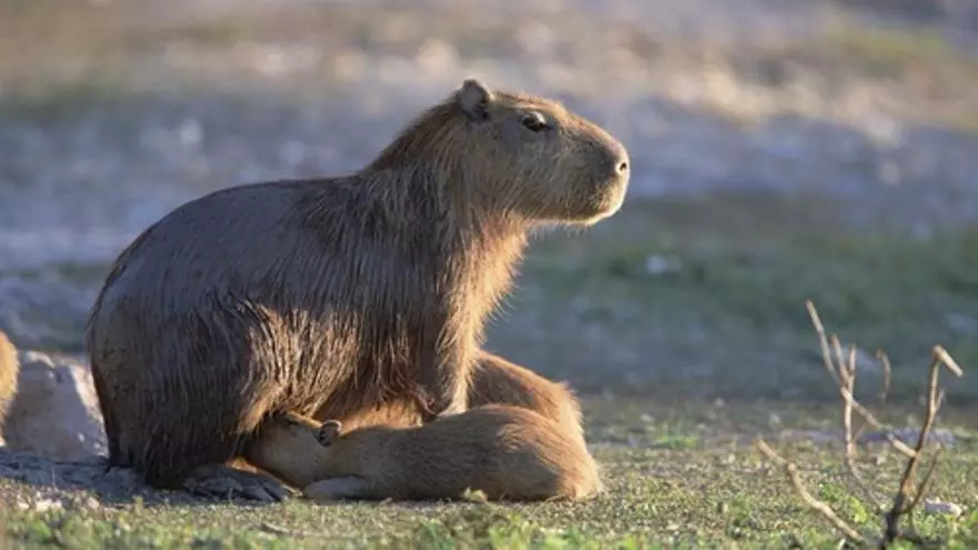 Dos capibaras llegan al Zoo de Santillana del Mar