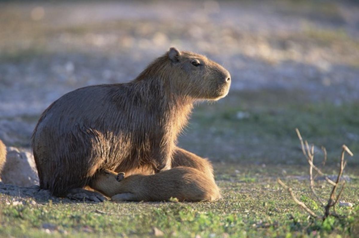 Imagen de una capibara con su cría