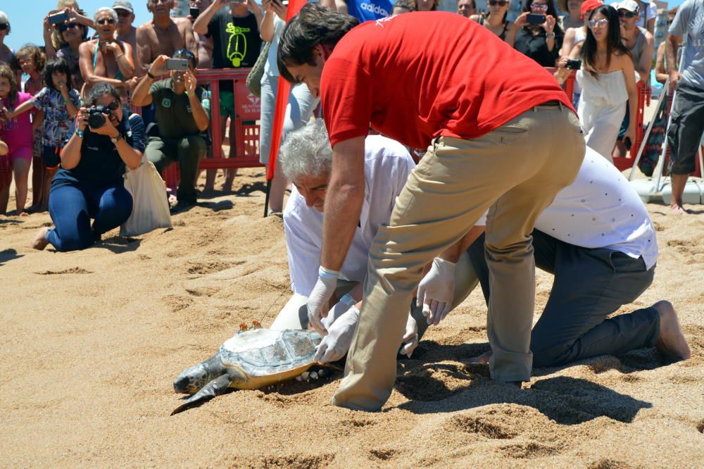 Alliberen a Blanes una tortuga marina