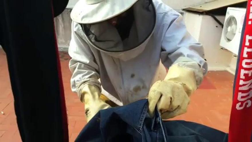Una mujer de Elx encuentra un enjambre de abejas en la cremallera de un pantalón