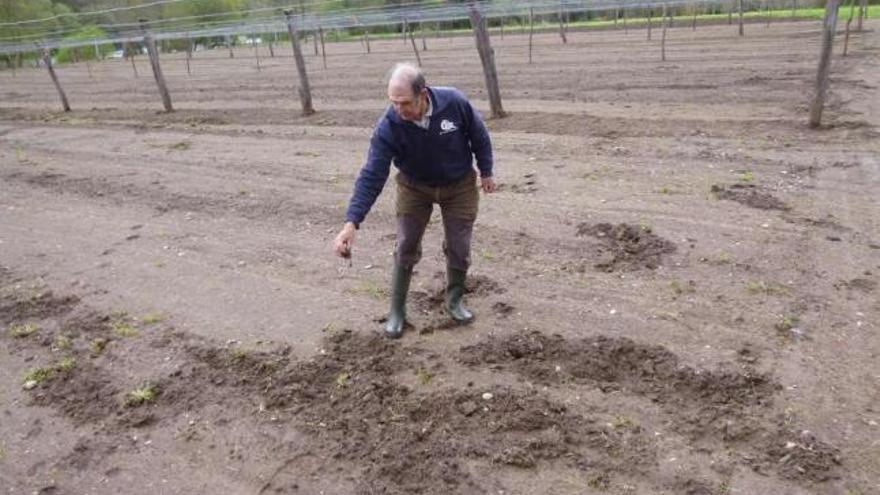 Manuel Touceda muestra marcas del jabalí en esta finca de Berres, preparada para la siembra.