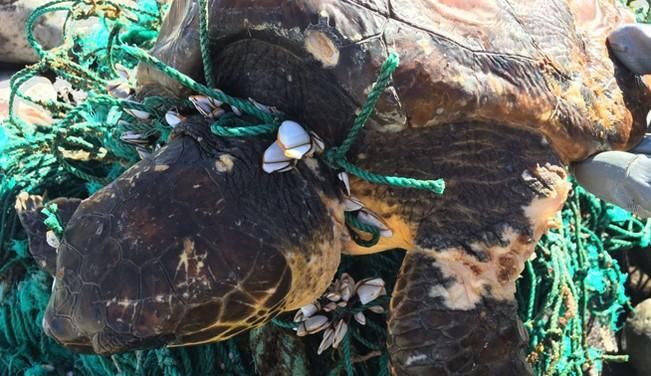 Rescatada una tortuga en Las Canteras