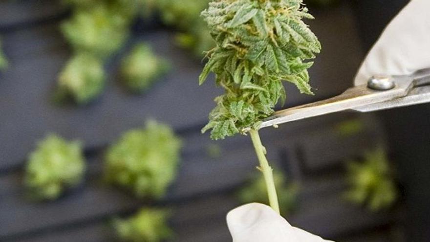 El polen de cannabis crece año tras año en el aire de Murcia, Cartagena y Lorca