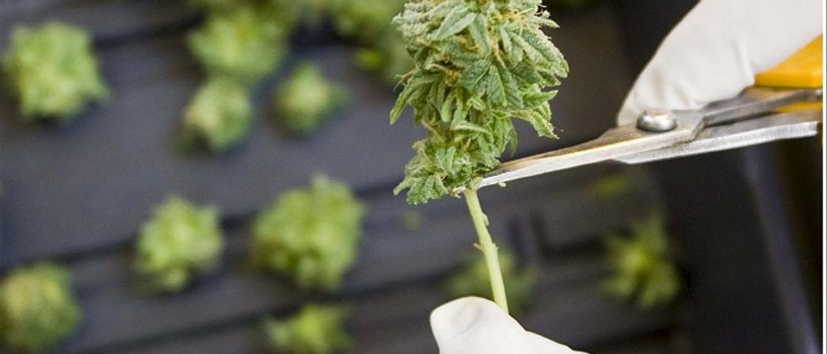 Los expertos piden regulación en el uso del cannabis con fines terapéuticos.