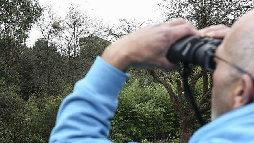 Marino Fernández, observando el nido, al fondo, sobre el ramaje de un árbol en Fafilán.