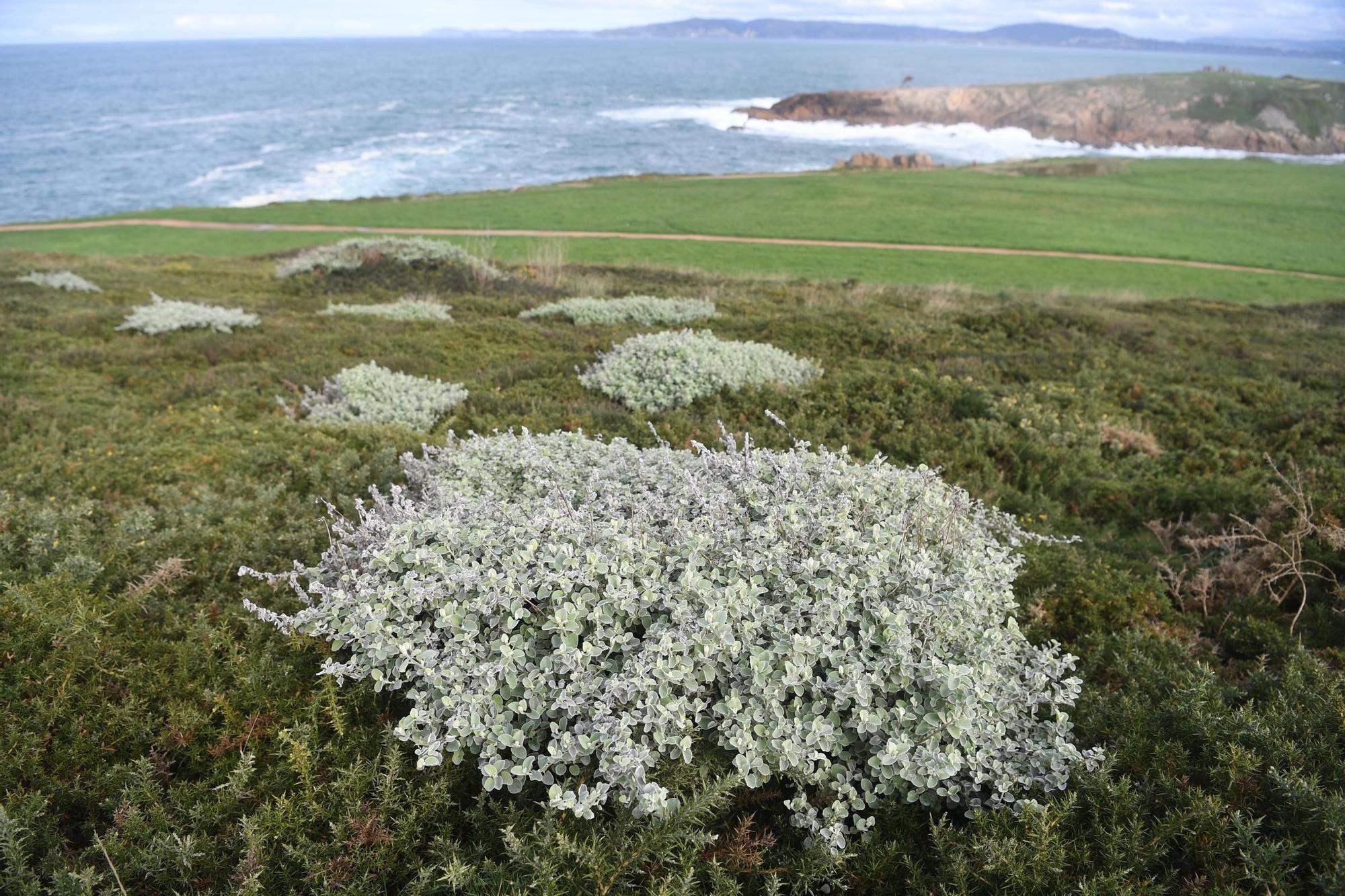 Una nueva especie invasora coloniza en A Coruña la zona de la Torre de Hércules