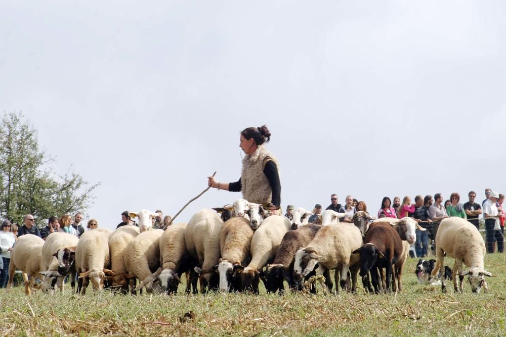 Concurs de gossos d''atura de Castellterçol